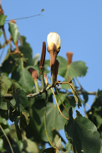 Balsa (Ochroma pyramidale)