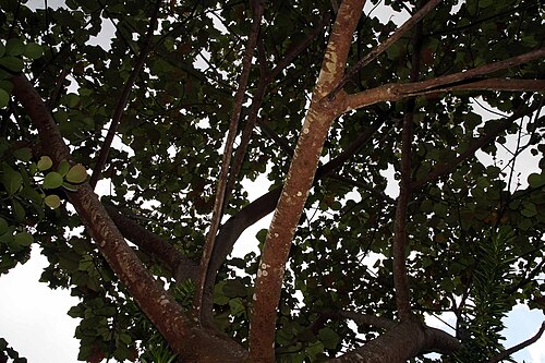 Balsa: Location taken: Else Kientzler Botanical Garden, Sarchi Norte, Costa Rica. Names: Ochroma pyramidale (Cav.) Urban, Balsa, Balsa Wood, Balsabaum, Balsaholz, Bals