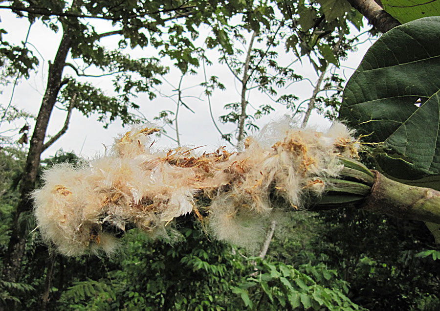 Balsa: The seed pod of a Balsawood Tree bursts open in western Costa Rica. In context at www.dixpix.ca/meso_america/Flora/malves/index.html