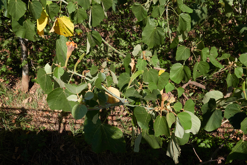 Balsa (Ochroma pyramidale)
