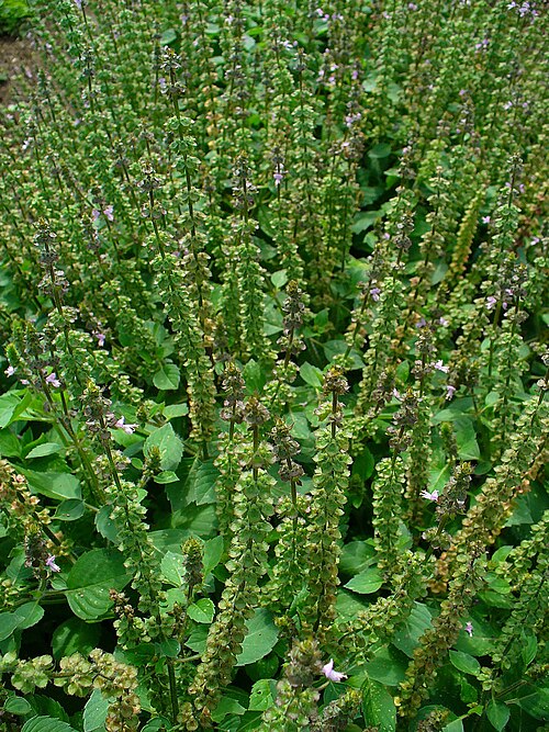 American basil: American Basil; Habitus; Stutensee , Germany .