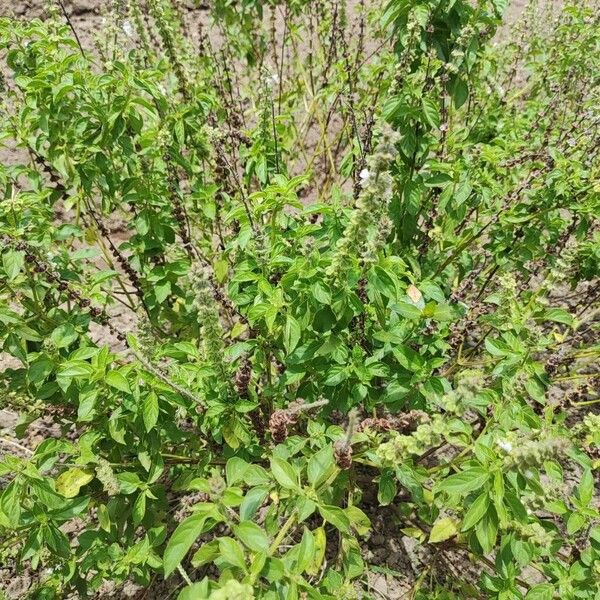 American basil (Ocimum americanum)