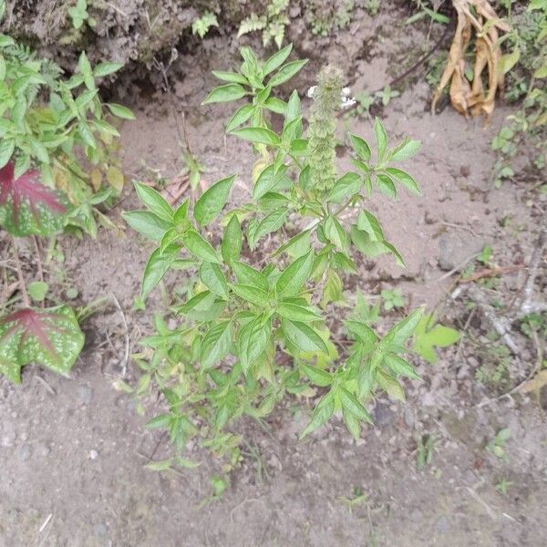 American basil (Ocimum americanum)