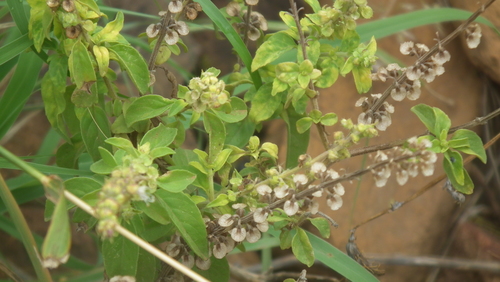 American basil (Ocimum americanum)