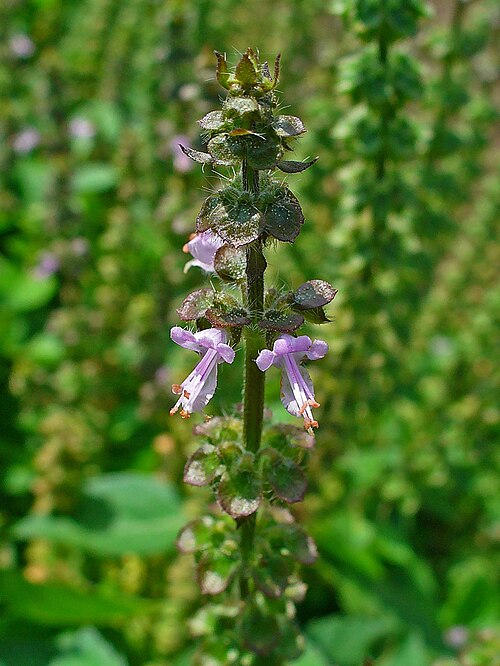 American basil: American Basil; Habitus; Stutensee , Germany .