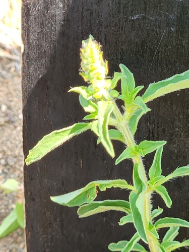 American basil (Ocimum americanum)
