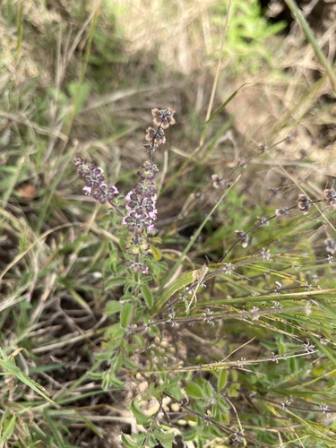 American basil (Ocimum americanum)