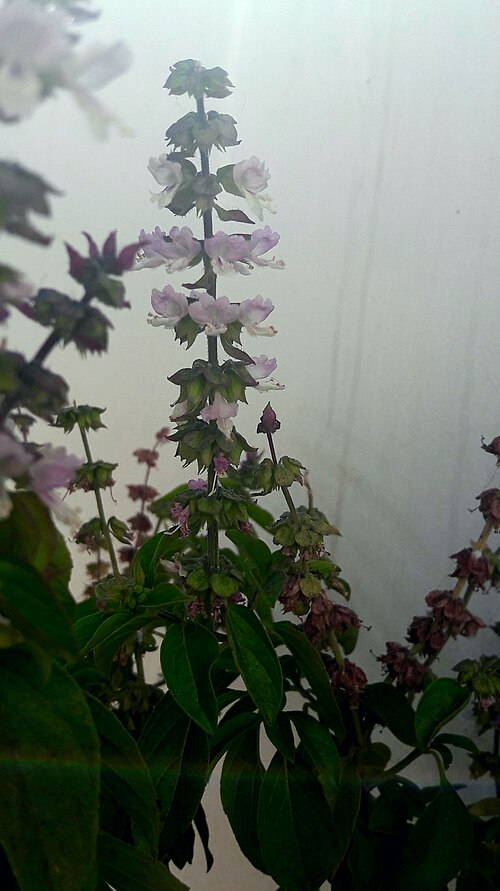 American basil: Fiori di ocimum americanum di colore viola.