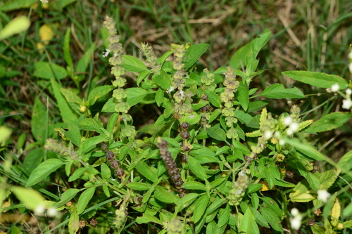 American basil (Ocimum americanum)