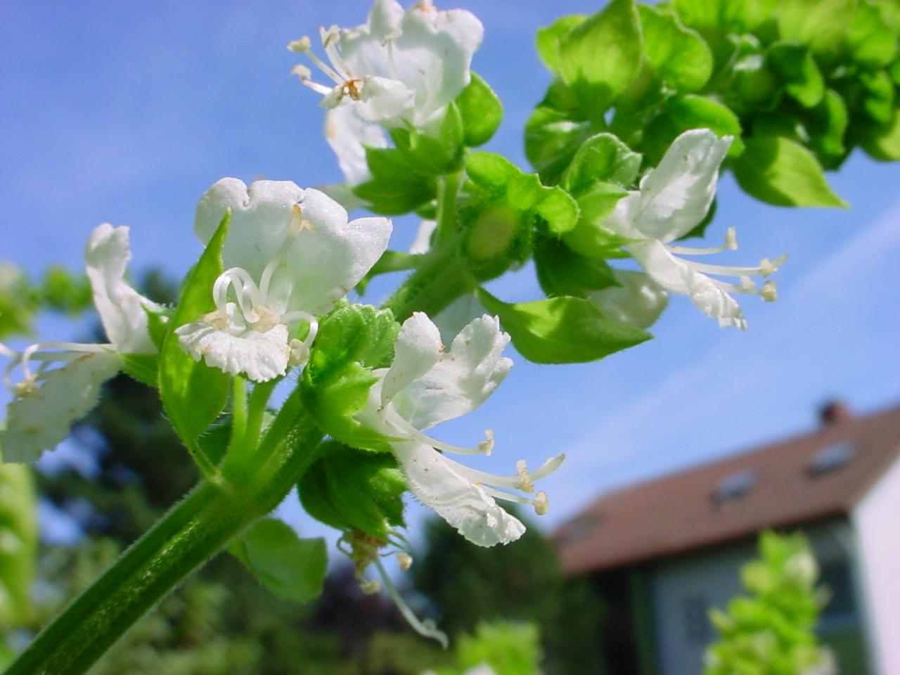 American basil (Ocimum americanum)
