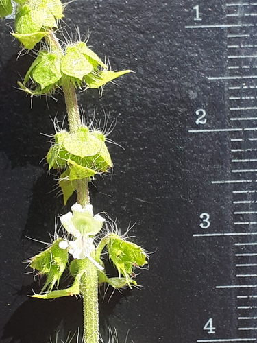 American basil (Ocimum americanum)