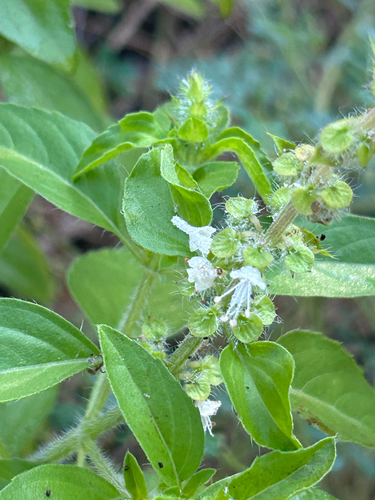 American basil (Ocimum americanum)