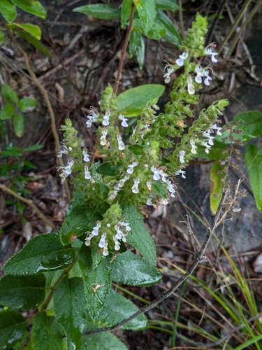 Basil