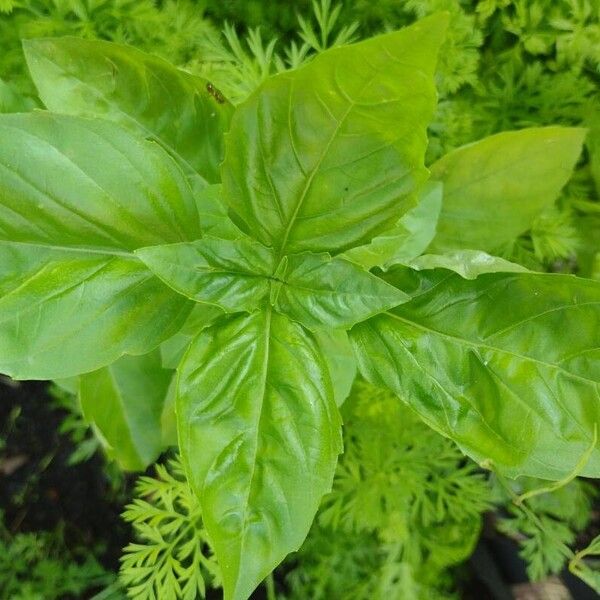 Basil (Ocimum basilicum)