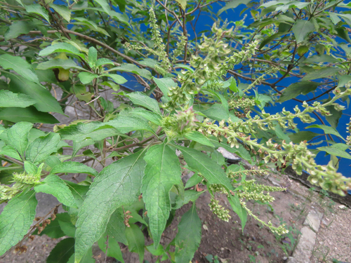 Basil (Ocimum basilicum)