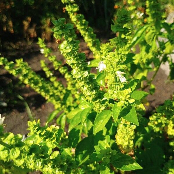 Basil (Ocimum basilicum)