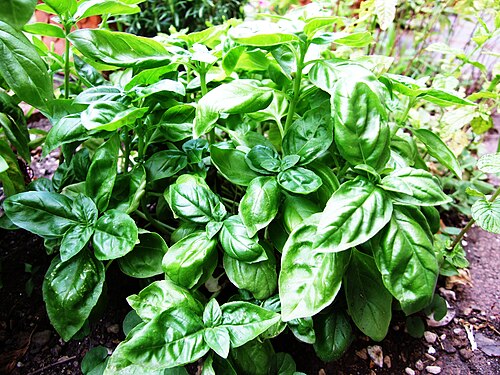 Basil: Basil Basilico Ocimum basilicum albahaca