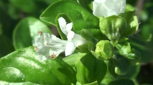 Basil (Ocimum basilicum)