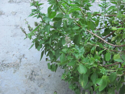 Basil (Ocimum basilicum)