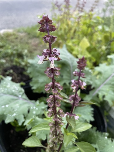 Basil (Ocimum basilicum)