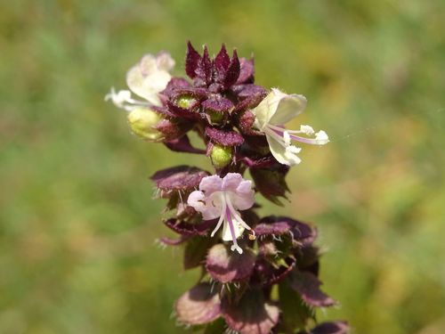 Basil (Ocimum basilicum)