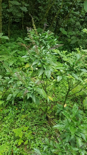 Basil (Ocimum basilicum)