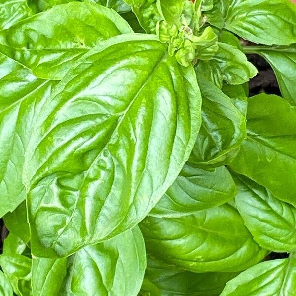 Basil (Ocimum basilicum)