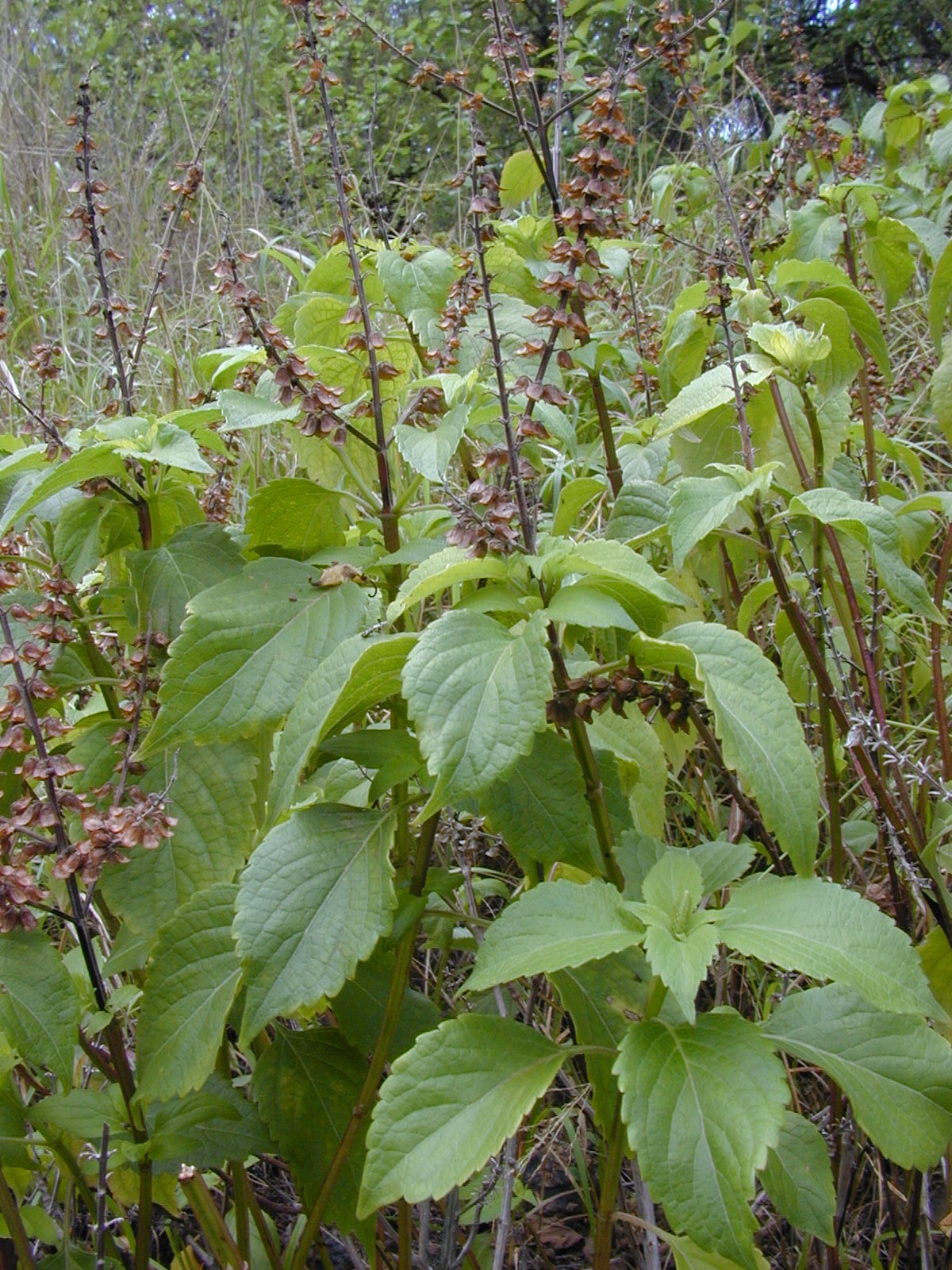 African basil: Ocimum gratissimum (leaves and fruit). Location: Maui, Wailea 670