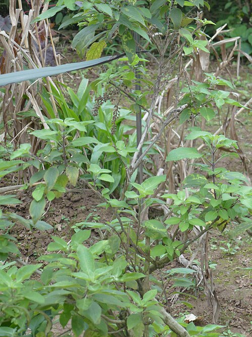 African basil: Ocimum gratissimum