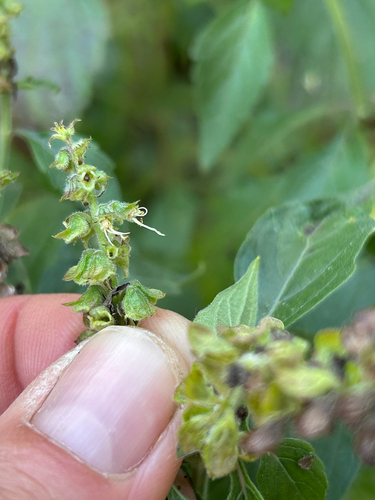 African basil (Ocimum gratissimum)