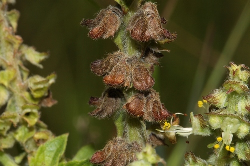 African basil (Ocimum gratissimum)