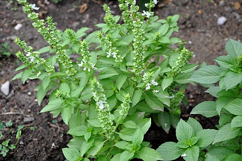 African basil: Taken in Mtskheta