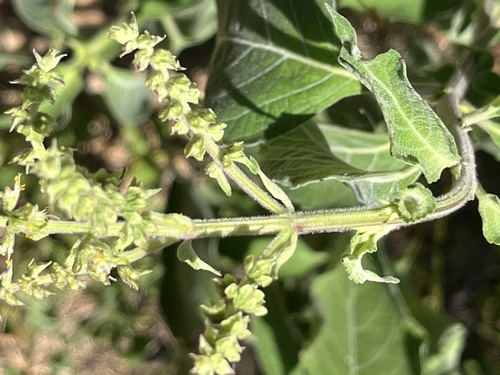 African basil (Ocimum gratissimum)