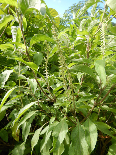 African basil (Ocimum gratissimum)