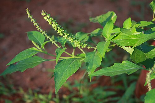 African basil: Ocimum_gratissimum Flower കാട്ടുതുളസി പൂവ്