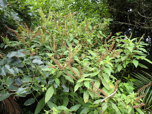 African basil (Ocimum gratissimum)