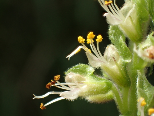 African basil (Ocimum gratissimum)