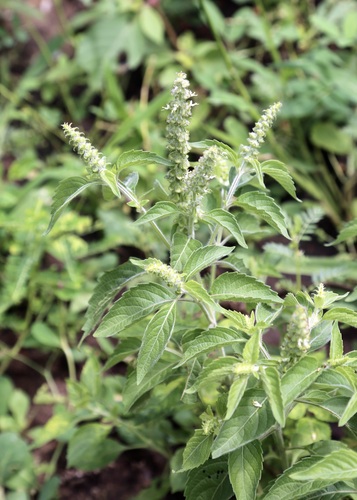 African basil (Ocimum gratissimum)