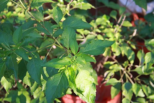 African basil: Ocimum gratissimum Leaves കാട്ടുതുളസിയിലകള്‍