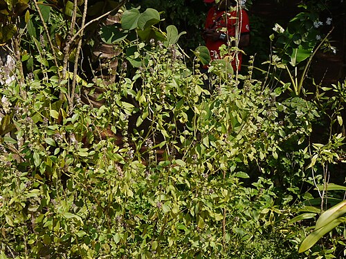African blue basil: Ocimum ¿ kilimandscharicum ?