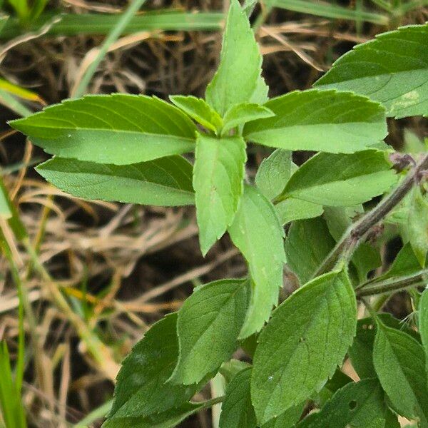 African blue basil (Ocimum kilimandscharicum)