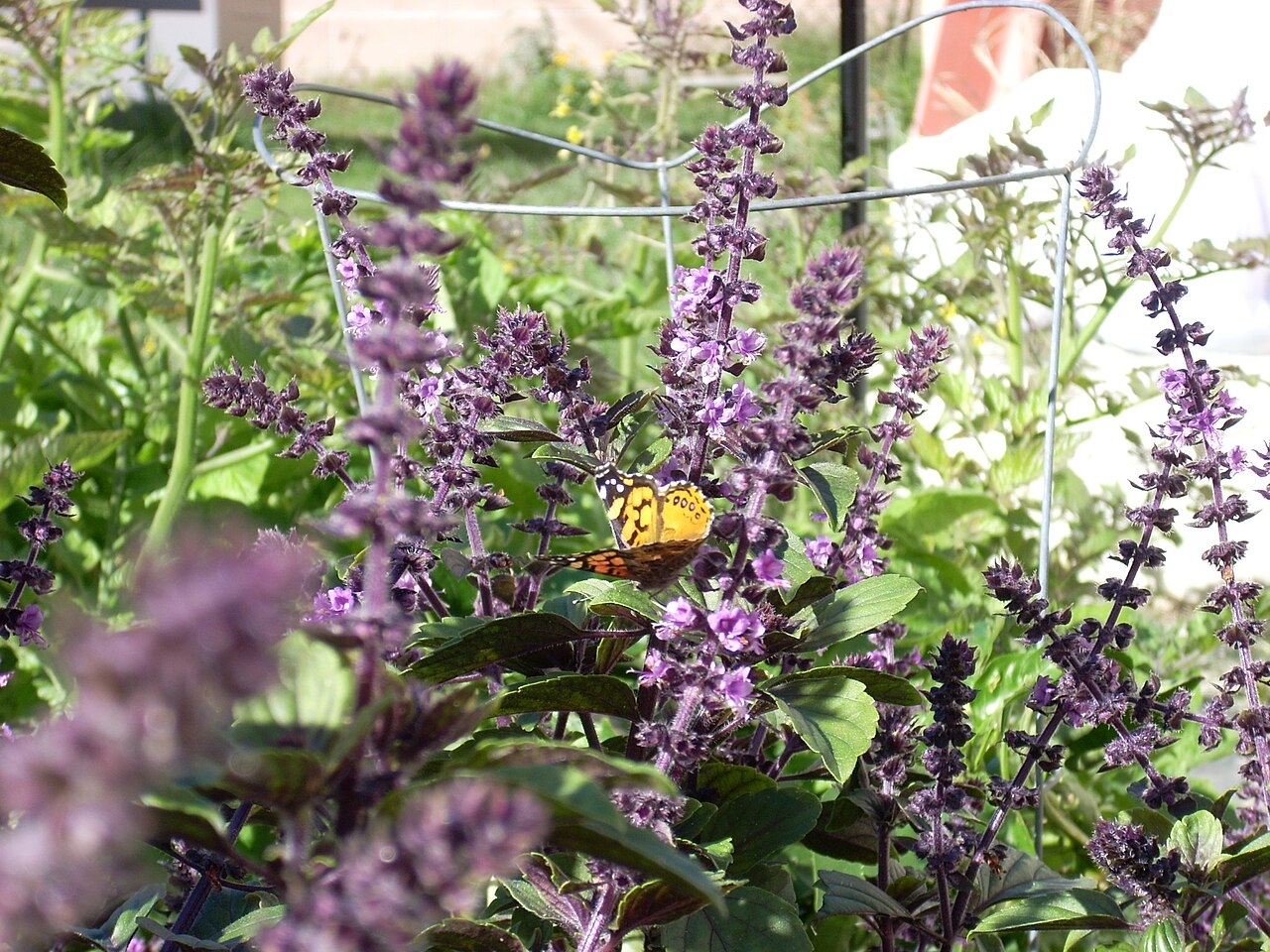 African blue basil: West Coast Lady butterfly feeding on African blue basil flowers, December 2007, Culver City, California , USA.