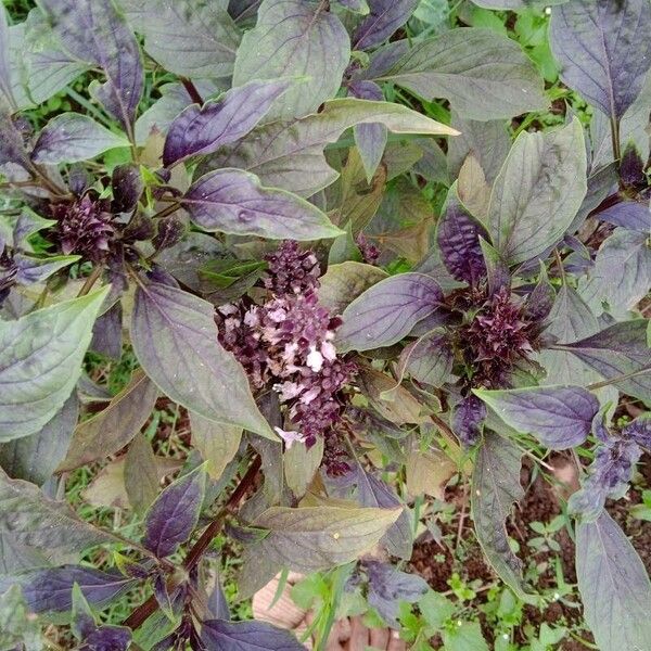 African blue basil (Ocimum kilimandscharicum)