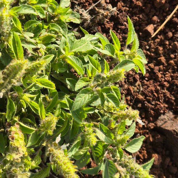 African blue basil (Ocimum kilimandscharicum)