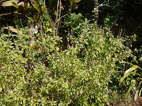 African blue basil: Ocimum ¿ kilimandscharicum ?
