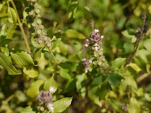 African blue basil: Ocimum ¿ kilimandscharicum ?