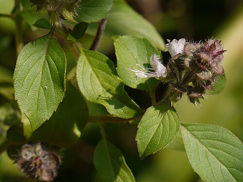 African blue basil: Ocimum ¿ kilimandscharicum ?