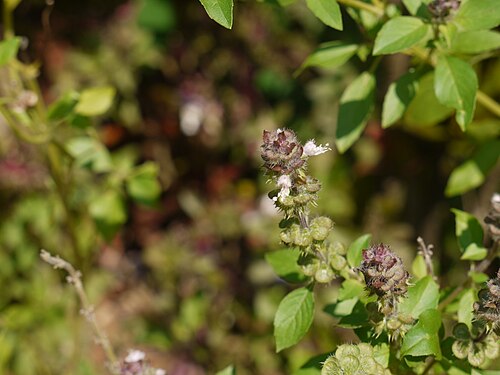 African blue basil: Ocimum ¿ kilimandscharicum ?