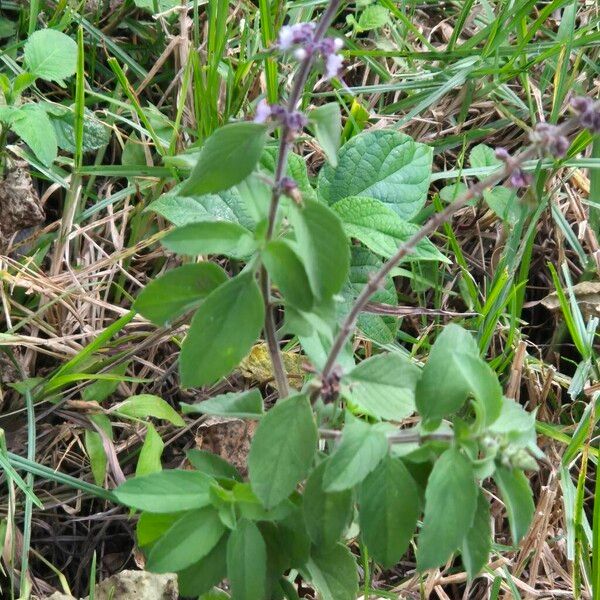 African blue basil (Ocimum kilimandscharicum)