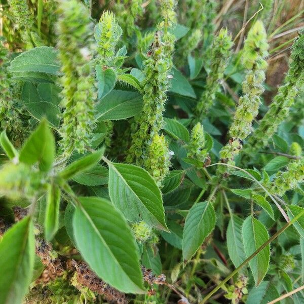 African blue basil (Ocimum kilimandscharicum)